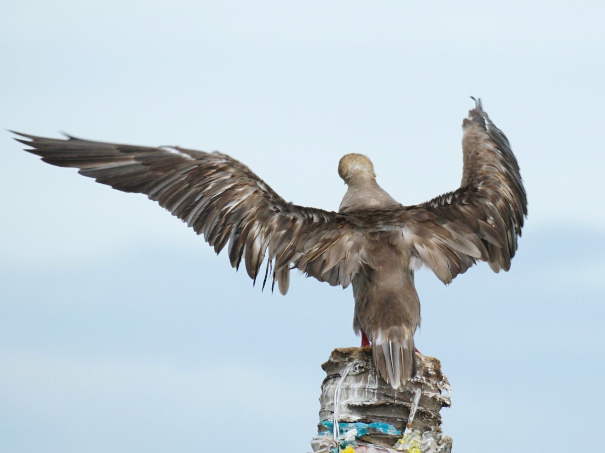 Red-footed Booby - ML637530194