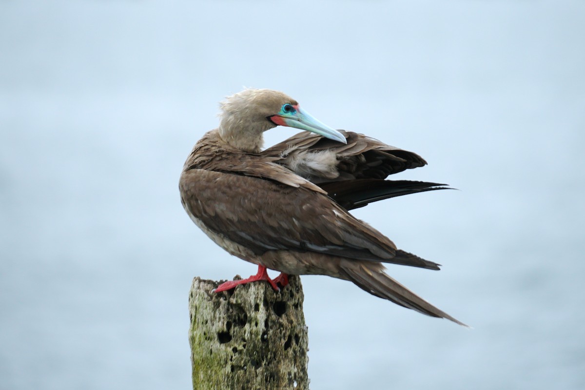 Red-footed Booby - ML637530208