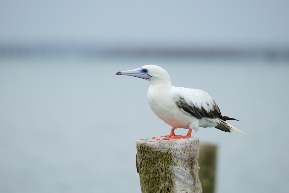 Red-footed Booby - ML637530212
