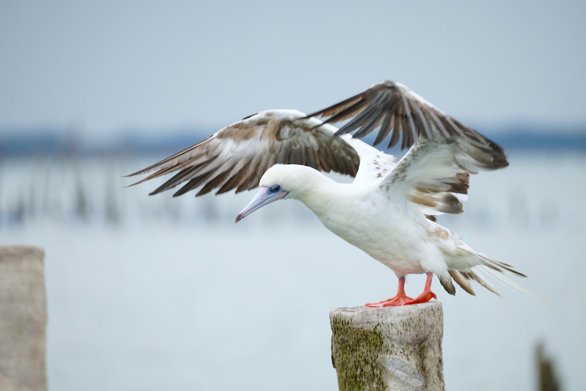 Red-footed Booby - ML637530213