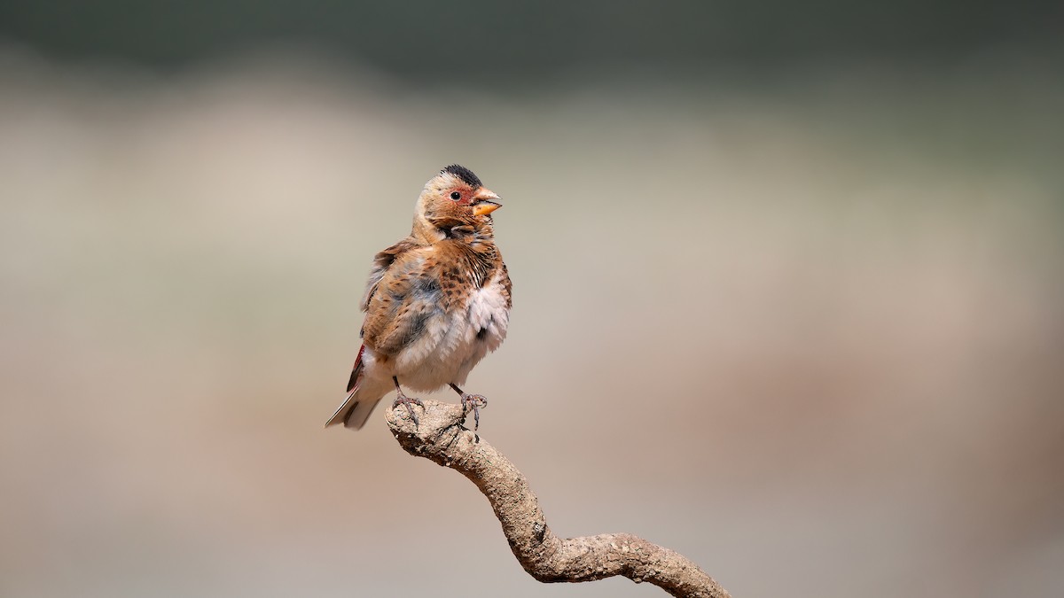 Crimson-winged Finch - ML637530219