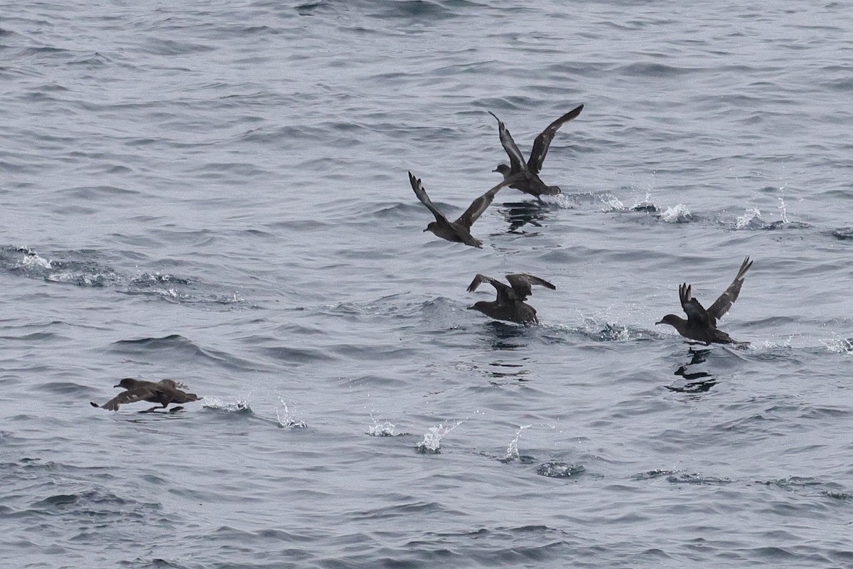 Short-tailed Shearwater - ML637530242