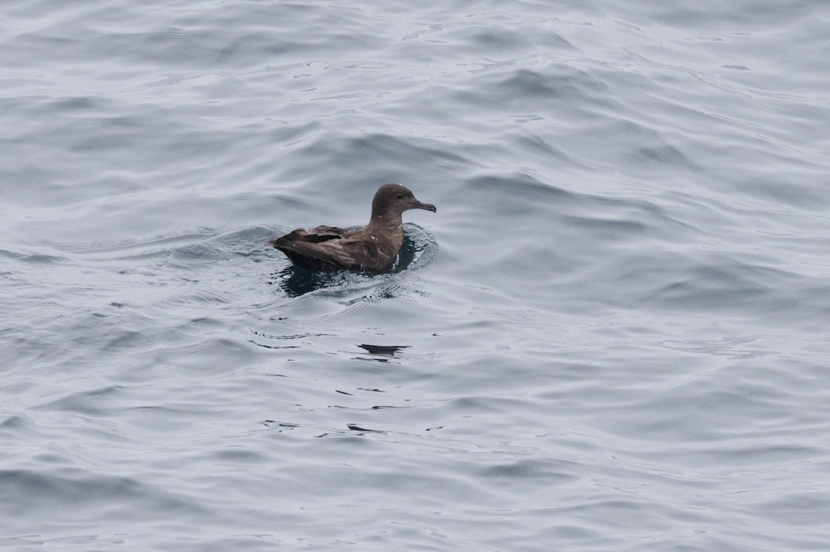 Short-tailed Shearwater - ML637530243
