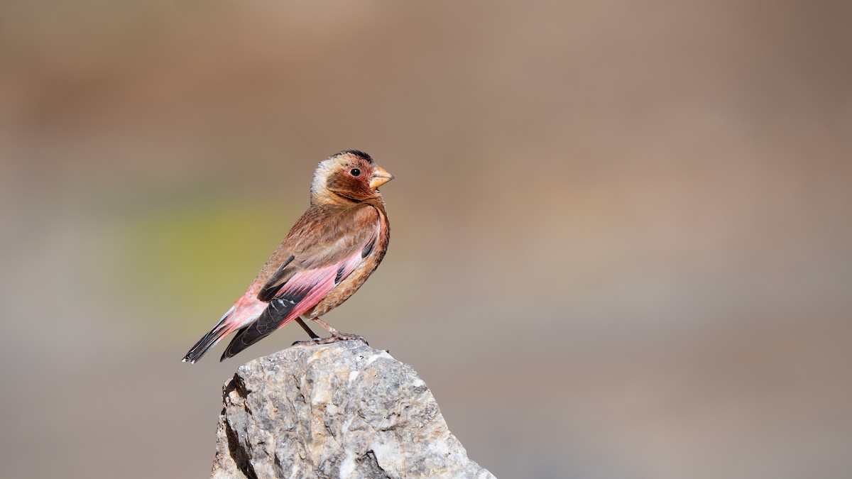Crimson-winged Finch - ML637530251