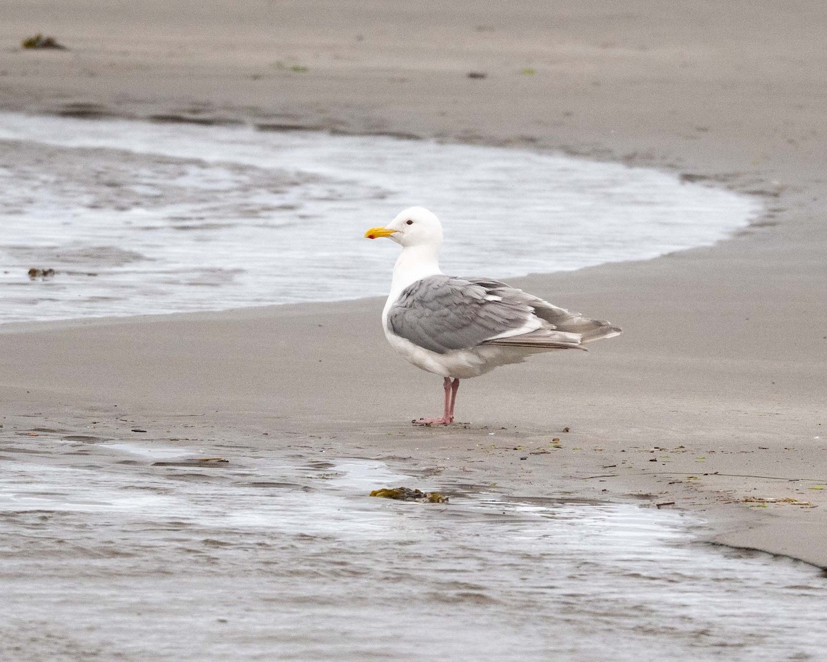 Glaucous-winged Gull - ML637530280
