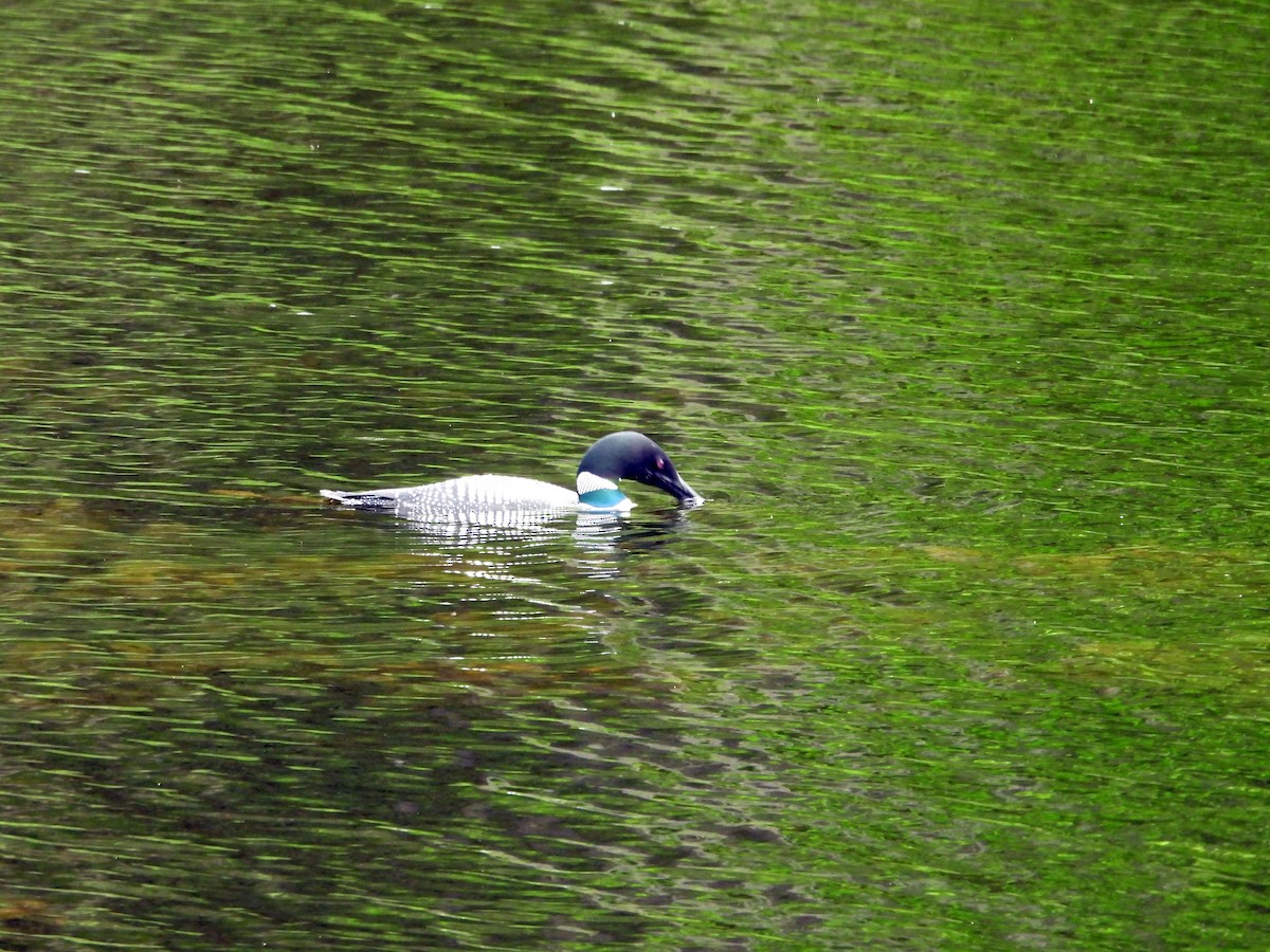 Common Loon - ML637530369