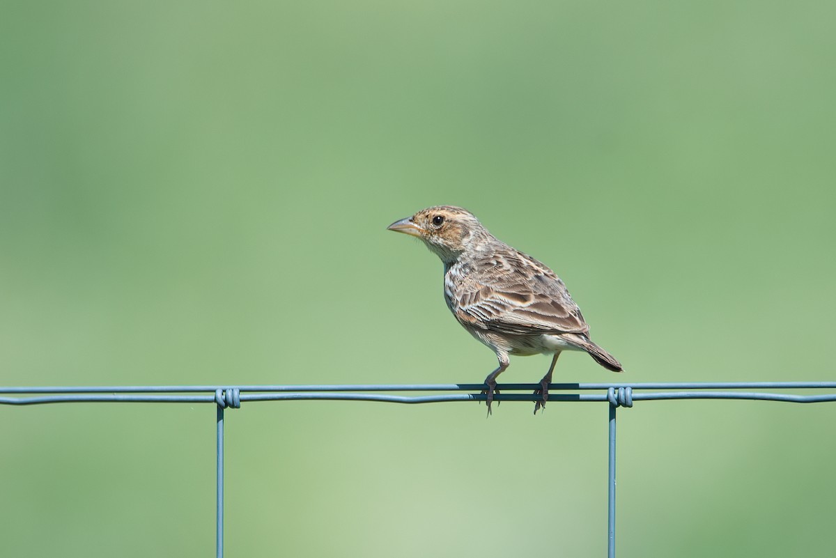 Singing Bushlark (Australasian) - ML637530380
