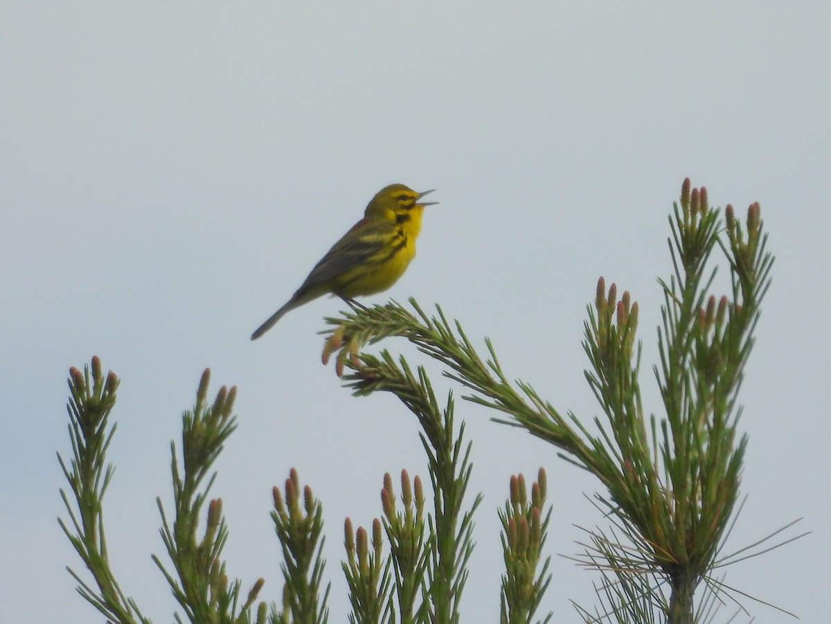 Prairie Warbler - ML637530390