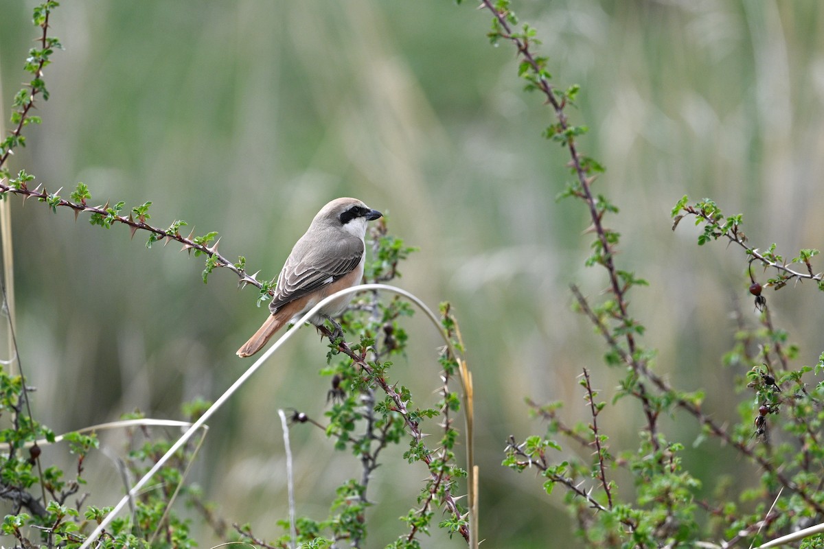 Red-tailed Shrike - ML637530403