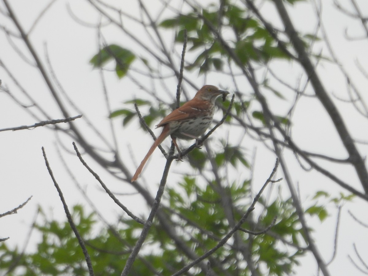 Brown Thrasher - ML637530404