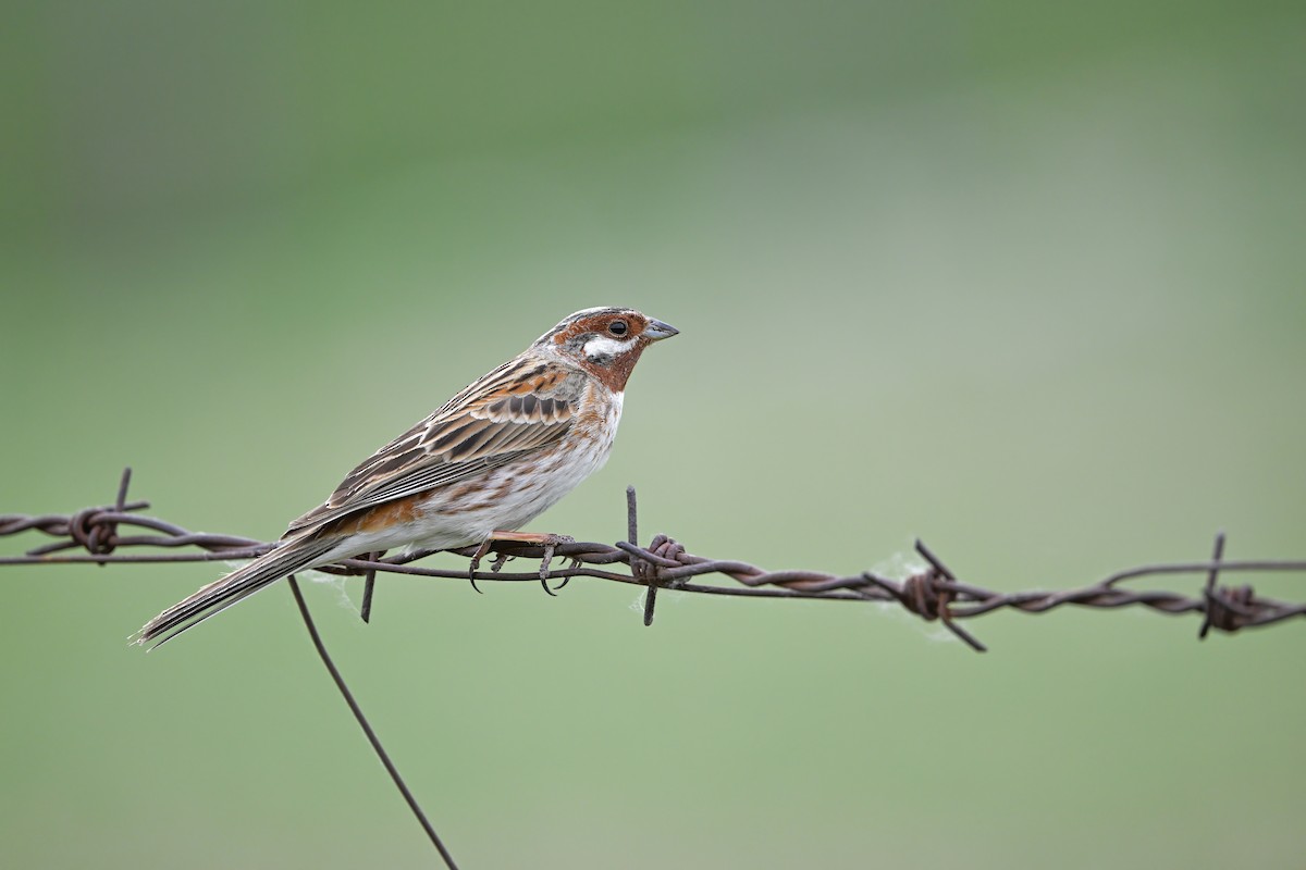 Pine Bunting - ML637530406