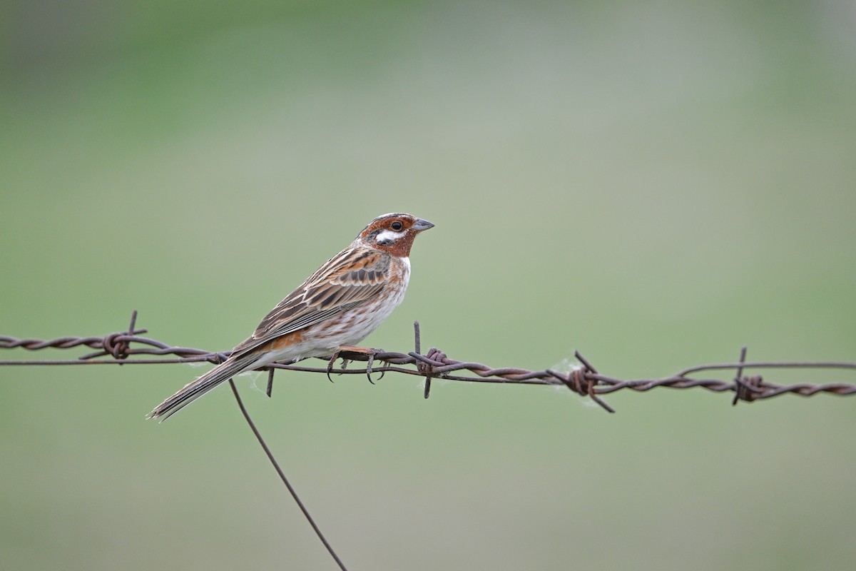 Pine Bunting - ML637530407