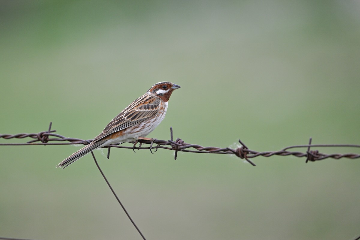 Pine Bunting - ML637530408