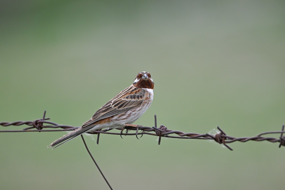 Pine Bunting - ML637530409