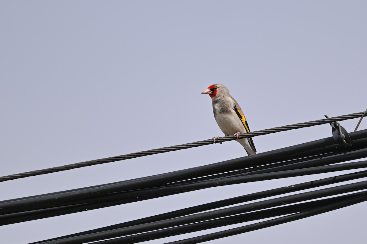Gray-crowned Goldfinch - ML637530439
