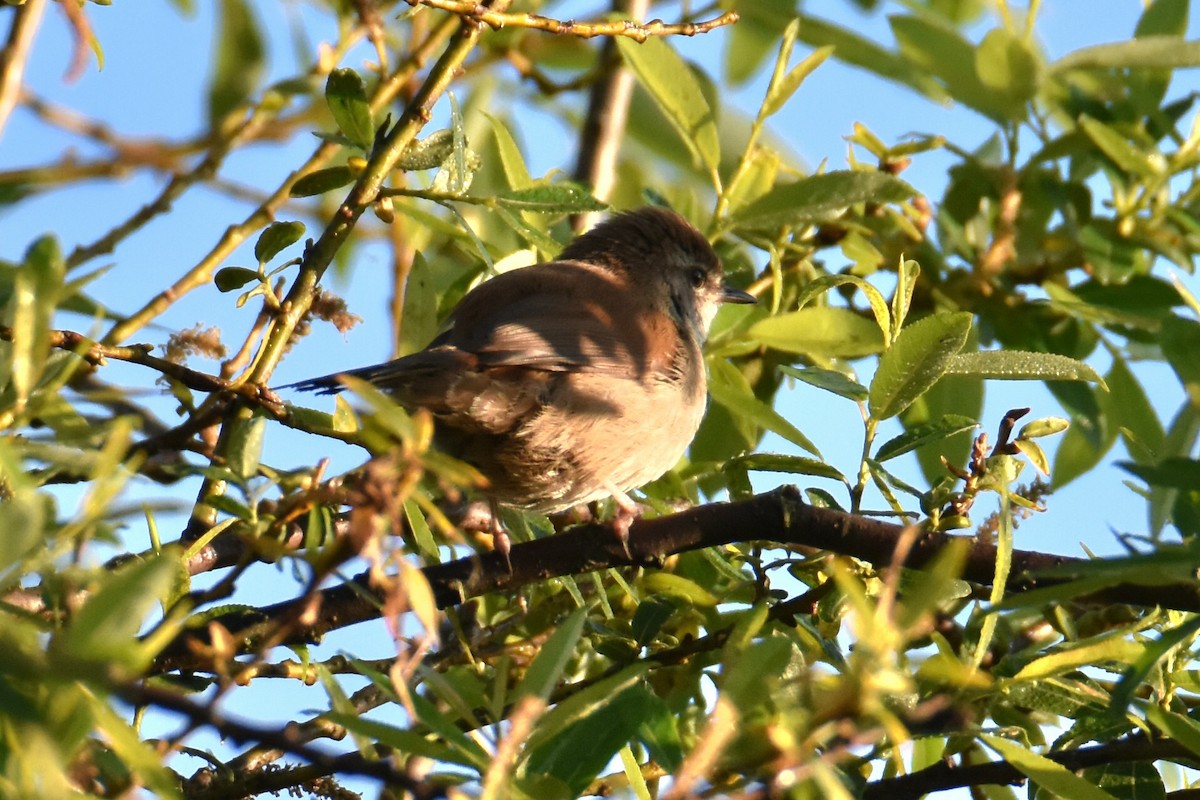 Cetti's Warbler - ML637530518