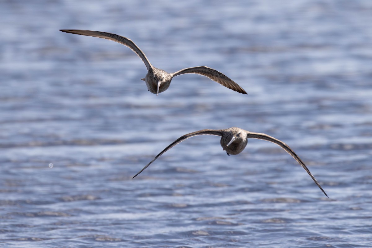 Bar-tailed Godwit - ML637530543