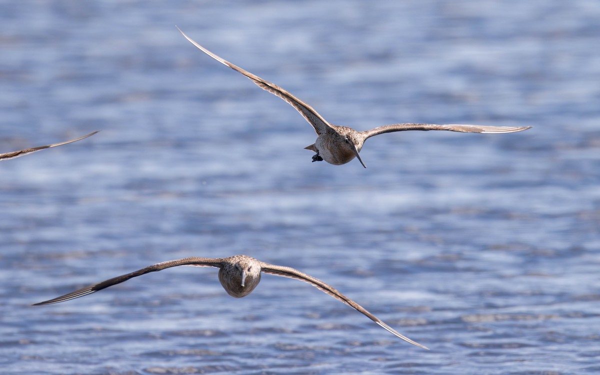 Bar-tailed Godwit - ML637530546