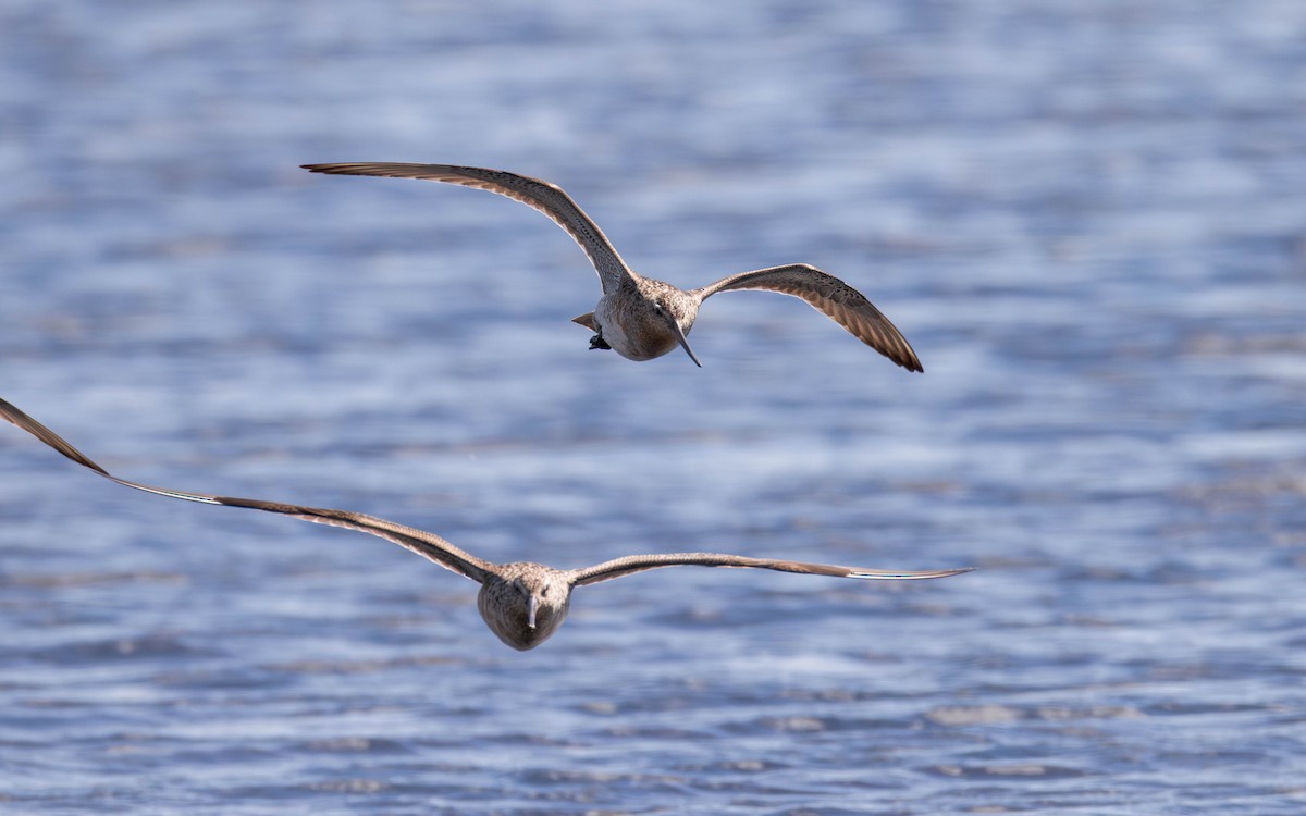 Bar-tailed Godwit - ML637530547