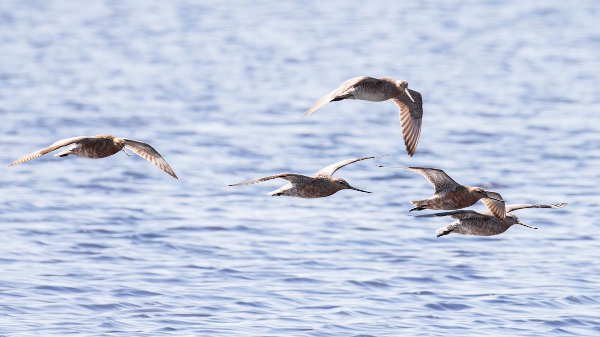 Bar-tailed Godwit - ML637530548