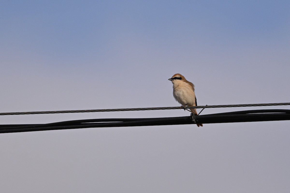 Red-tailed Shrike - ML637530571