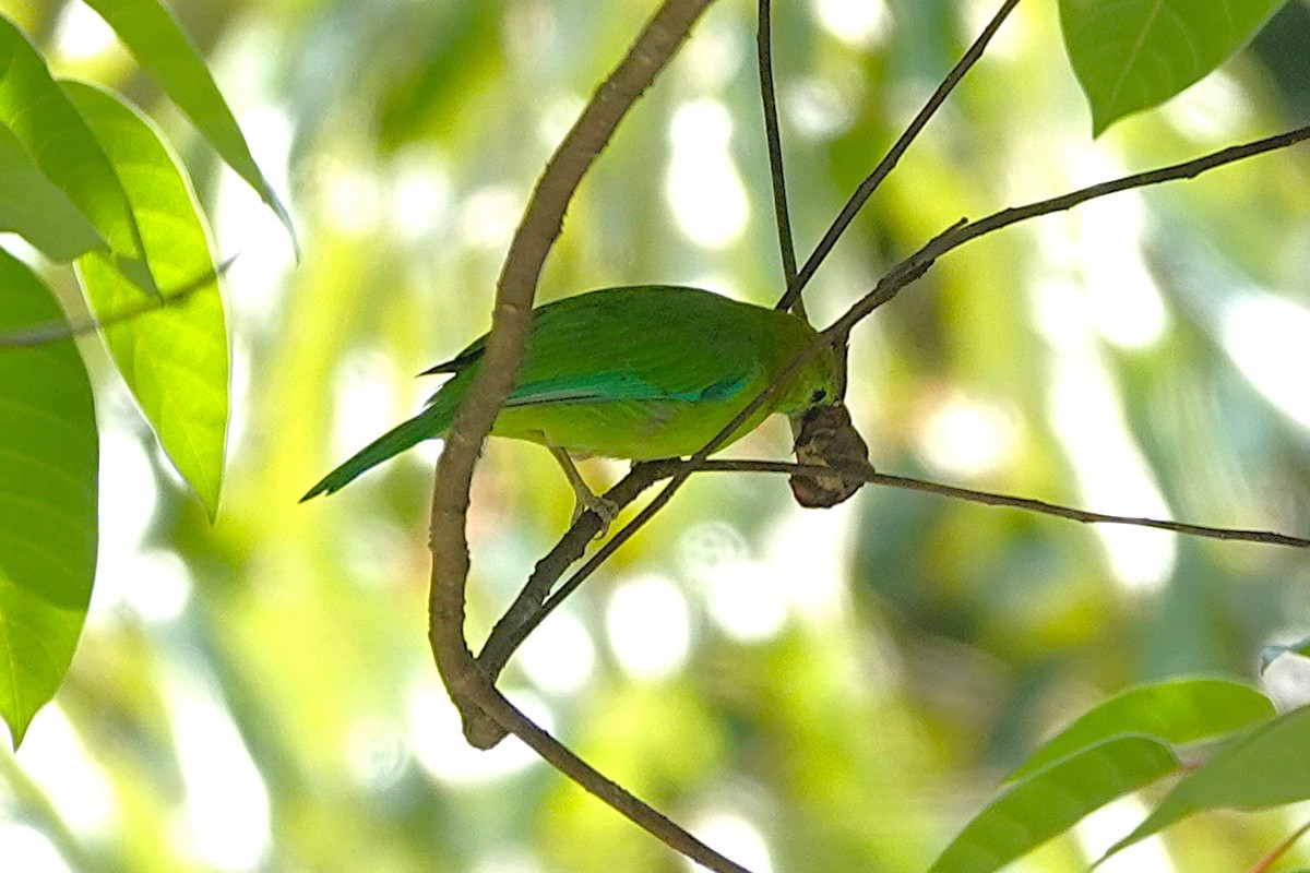 Blue-winged Leafbird - ML637530618