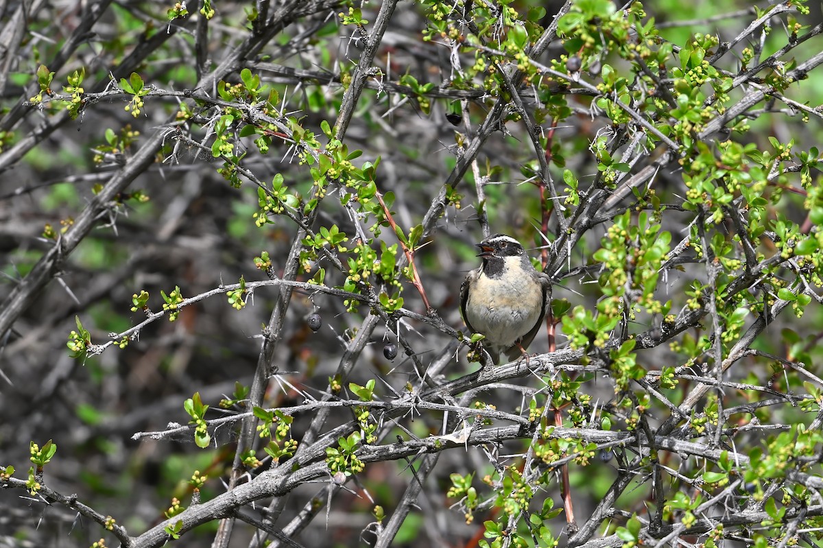 Black-throated Accentor - ML637530619