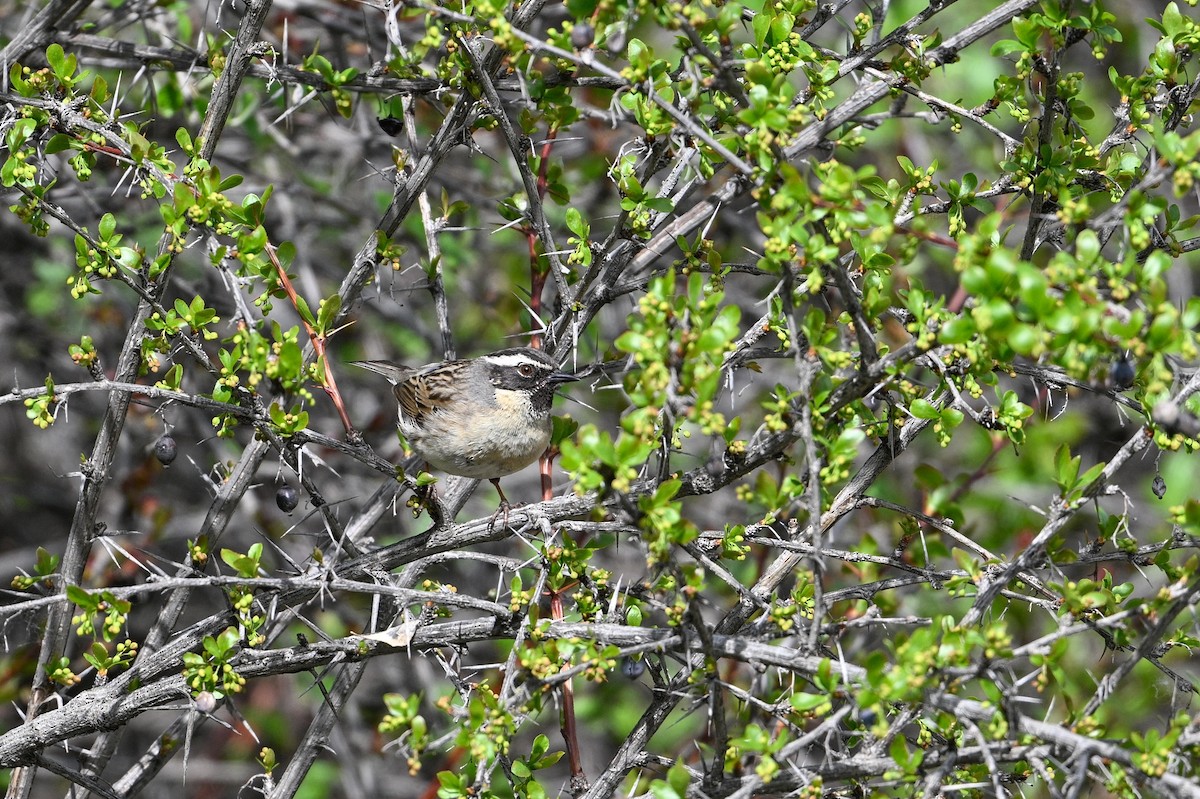Black-throated Accentor - ML637530621