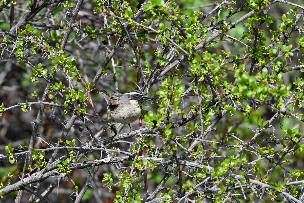 Black-throated Accentor - ML637530622