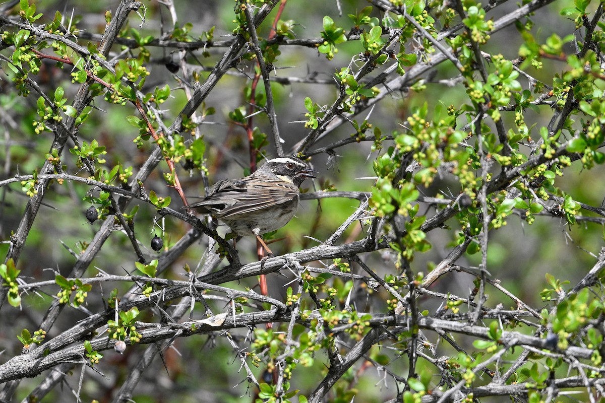 Black-throated Accentor - ML637530623