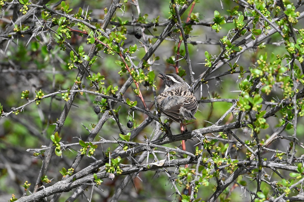 Black-throated Accentor - ML637530624