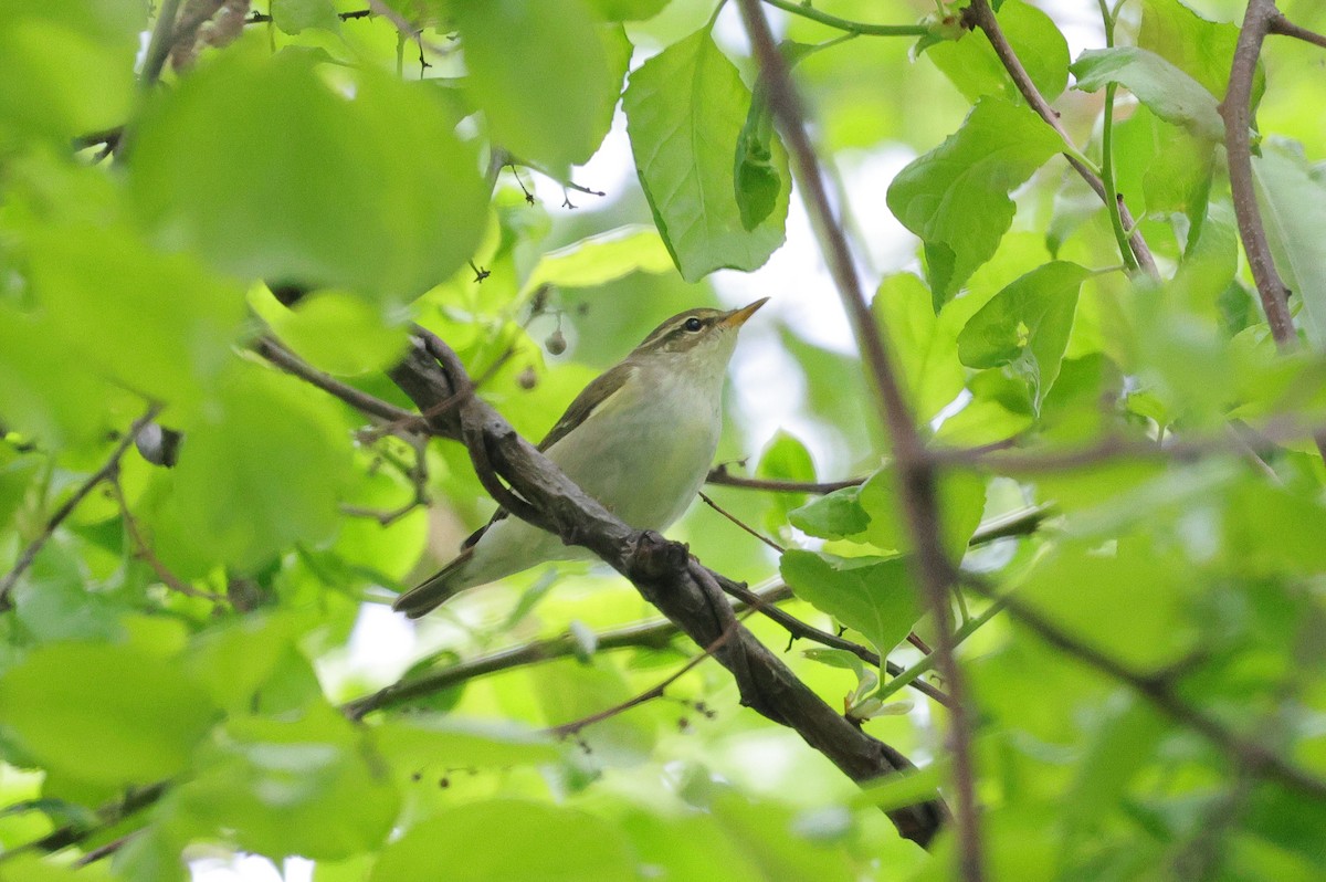 Kamchatka Leaf Warbler - ML637530625