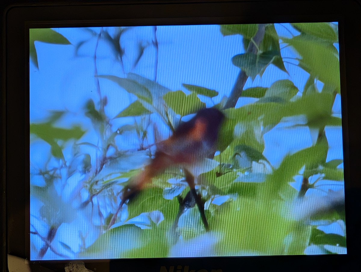 American Redstart - ML637530645