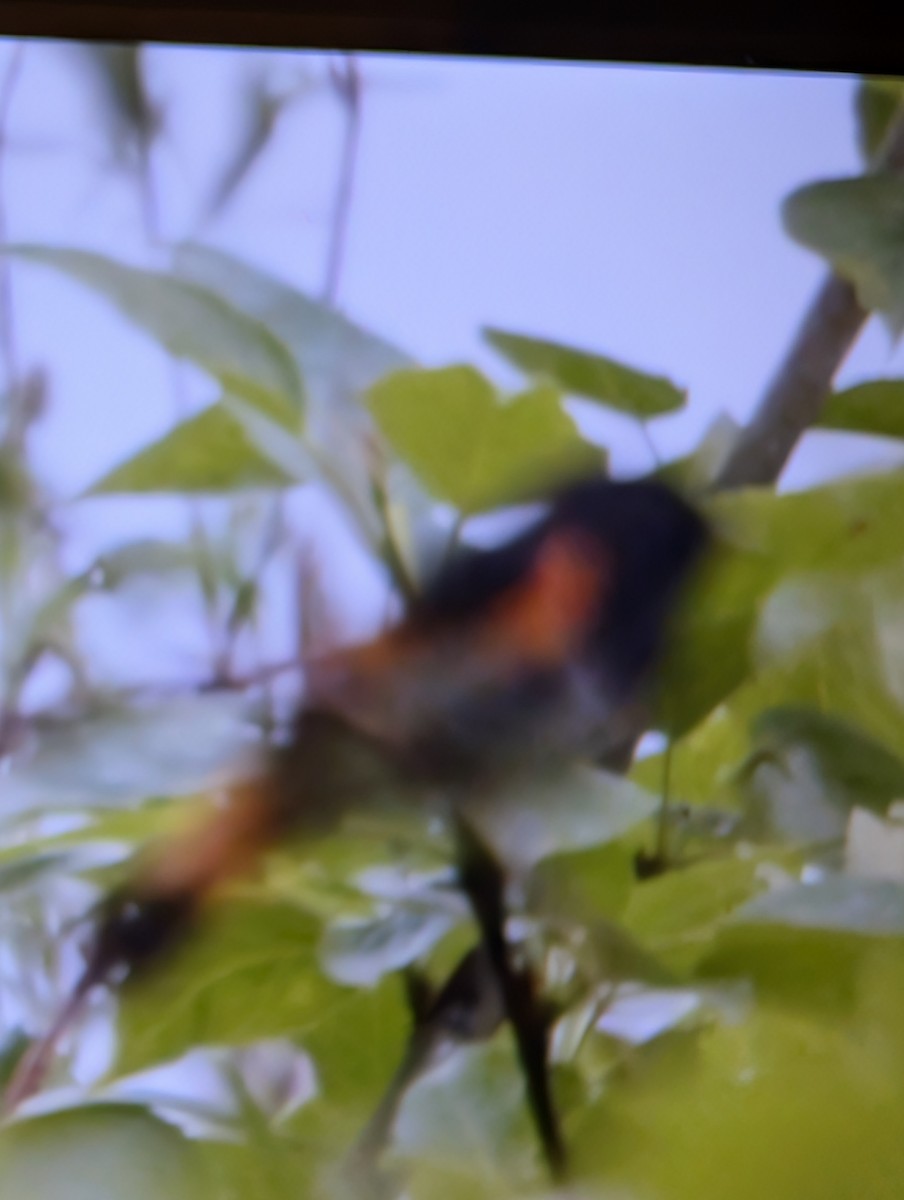 American Redstart - ML637530648