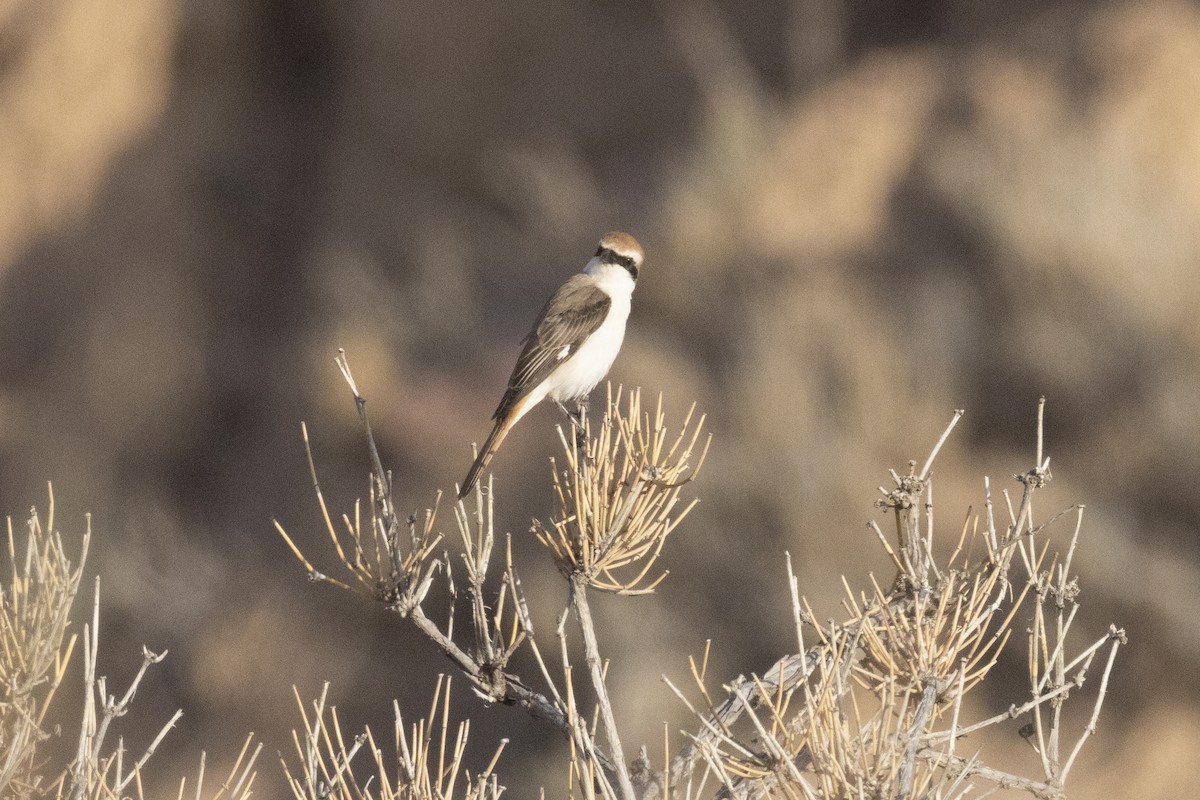 Red-tailed Shrike - ML637530744