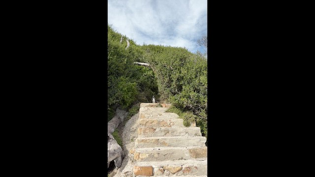 tučňák brýlový - ML637530772