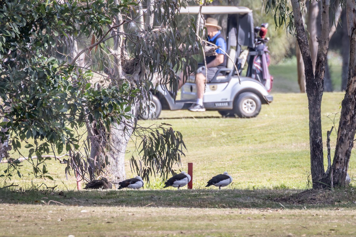 Radjah Shelduck - ML637530791