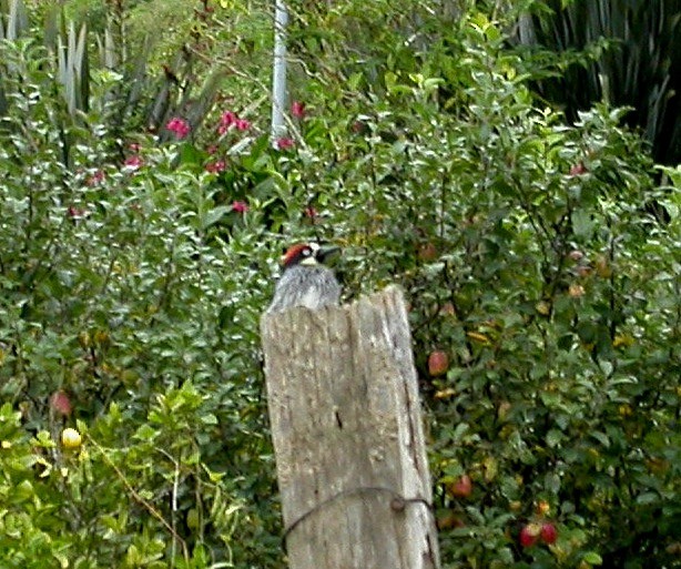Acorn Woodpecker - ML637530792