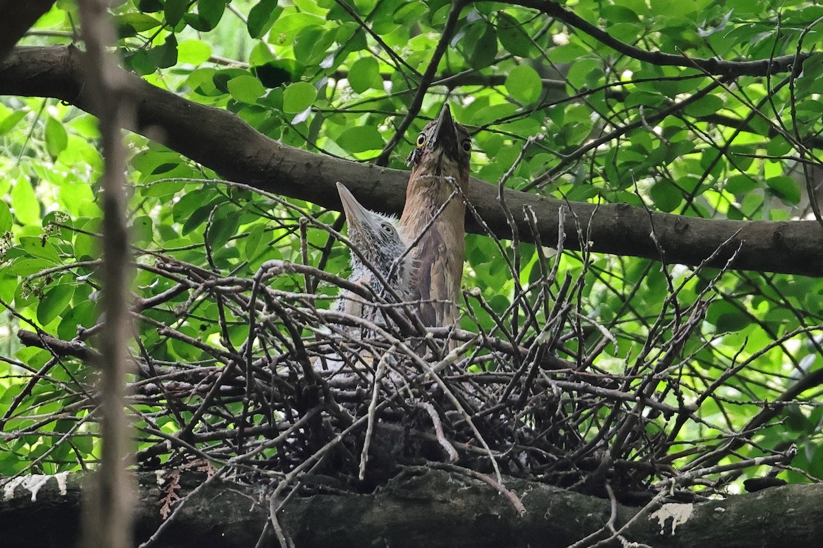 Japanese Night Heron - ML637530796