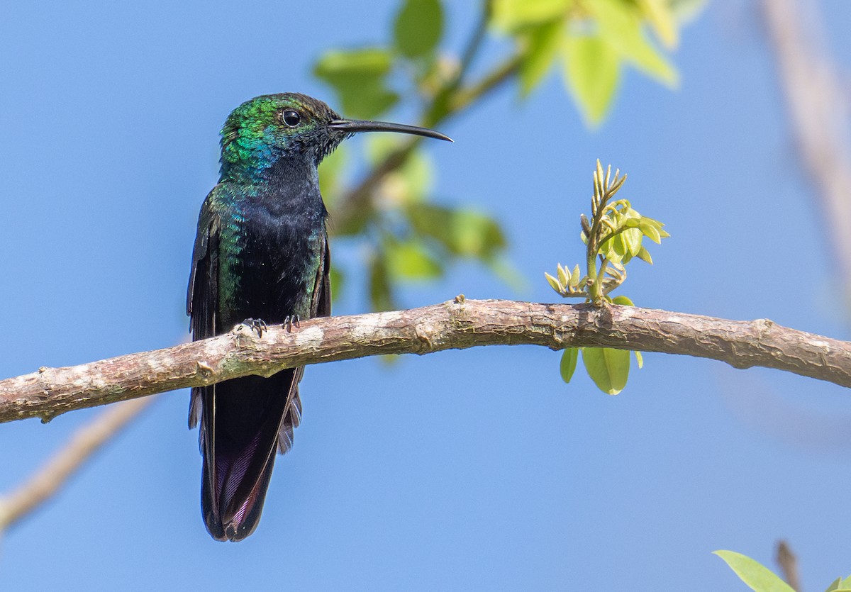 Mango Gorjinegro - ML637530801