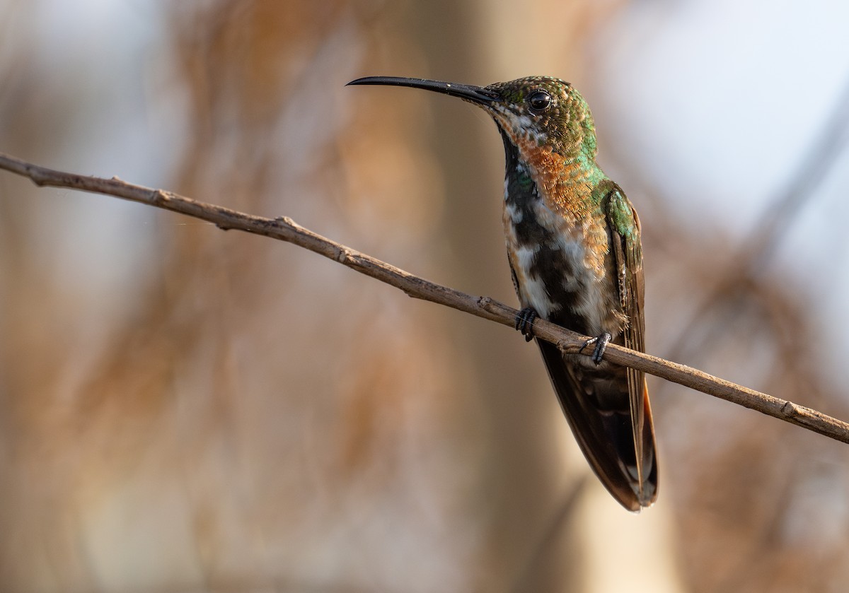 Mango Gorjinegro - ML637530805