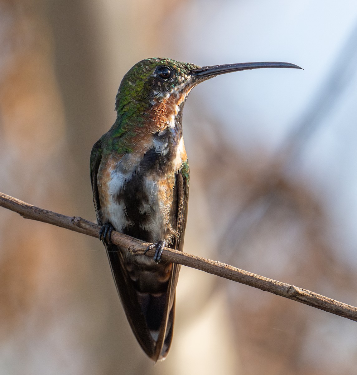 Mango Gorjinegro - ML637530807