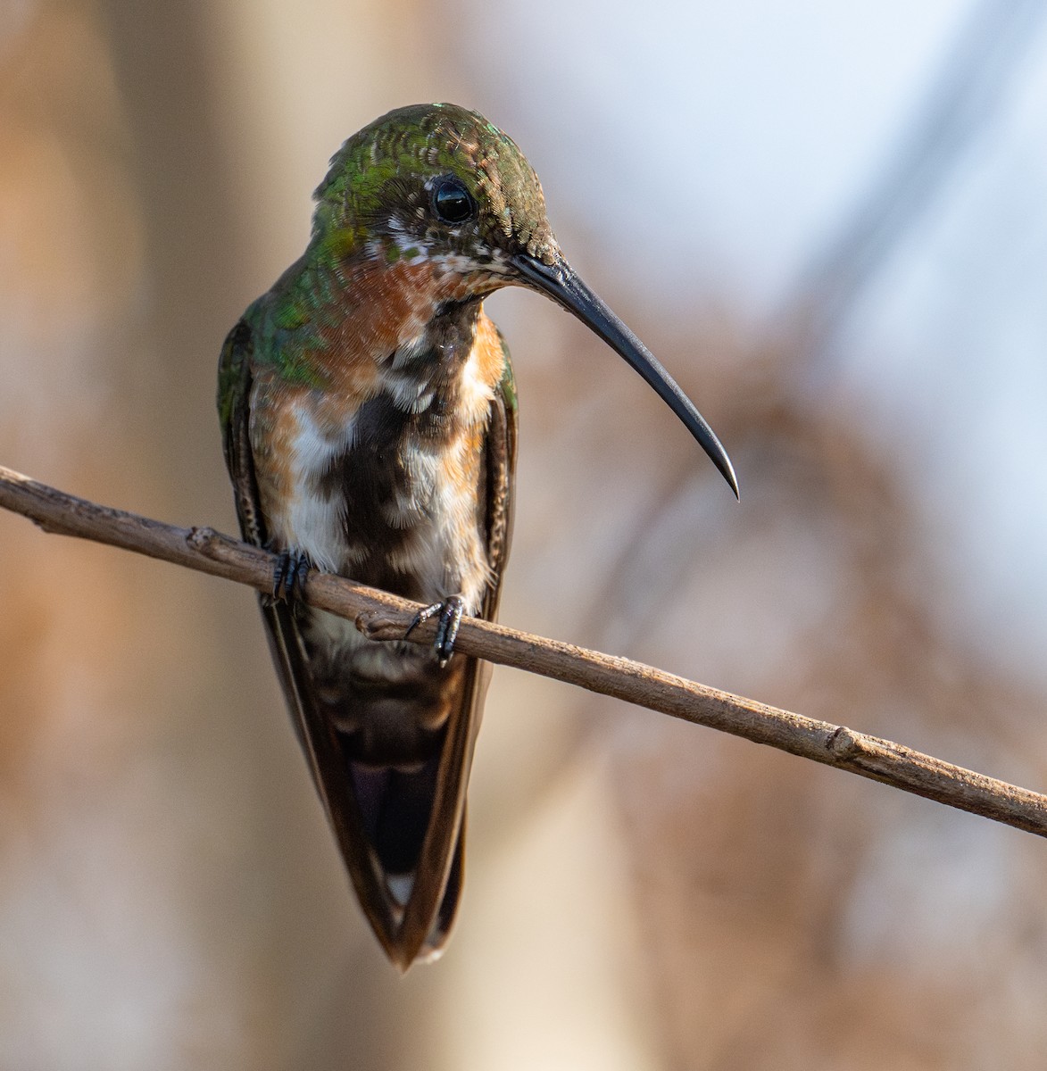 Mango Gorjinegro - ML637530813