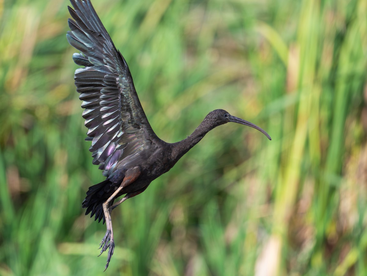 Morito Común - ML637530819