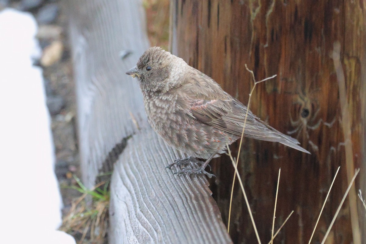 Asian Rosy-Finch - ML637530824