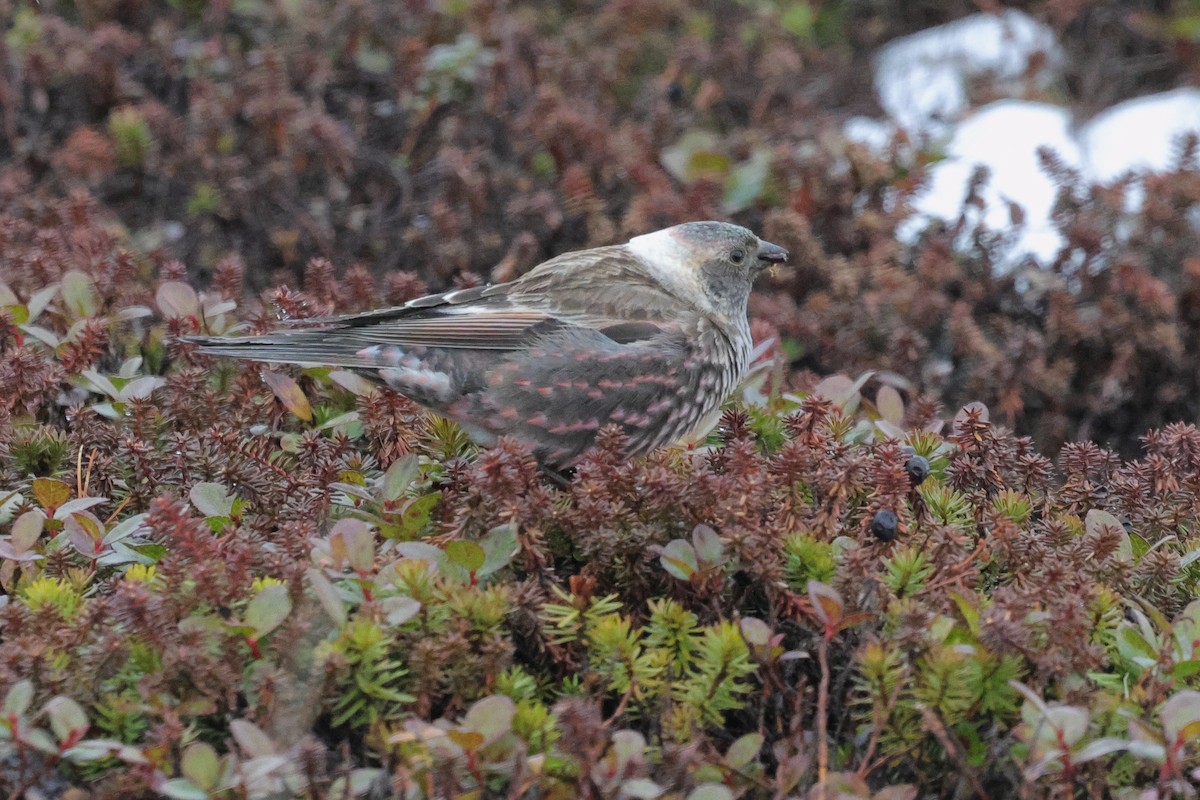 Asian Rosy-Finch - ML637530825