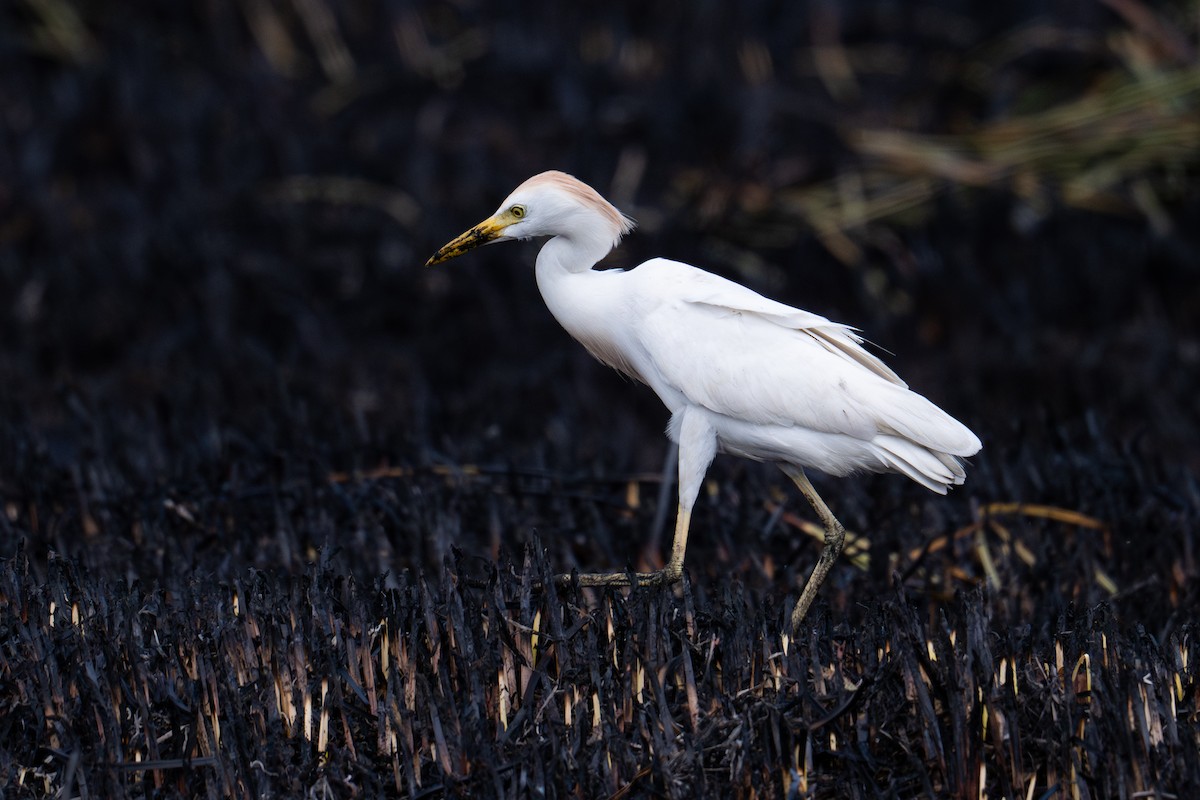 Garcilla Bueyera Occidental - ML637530837