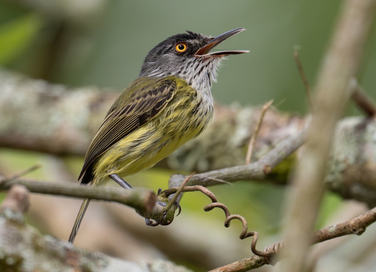 Titirijí Moteado - ML637530843