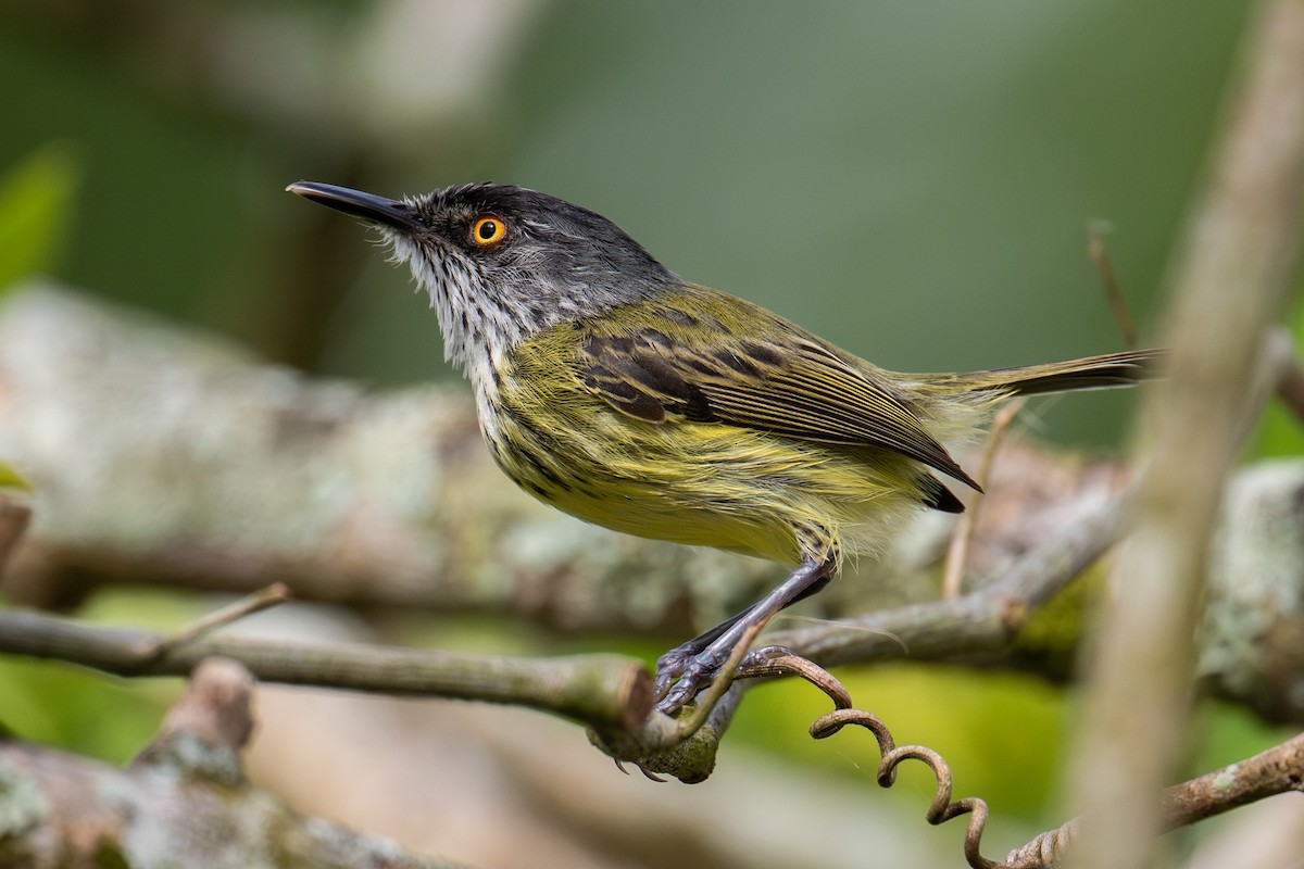 Titirijí Moteado - ML637530844