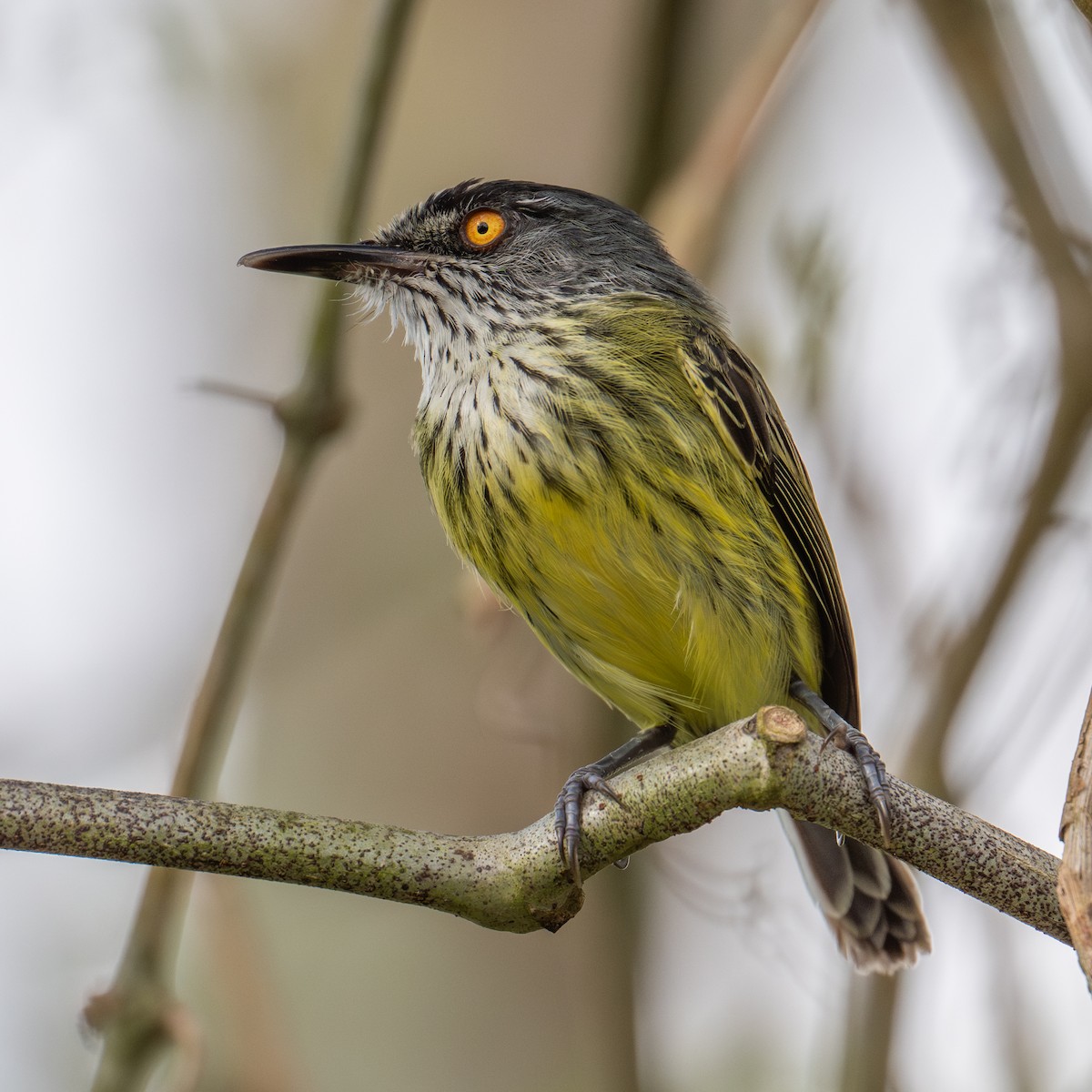 Titirijí Moteado - ML637530845